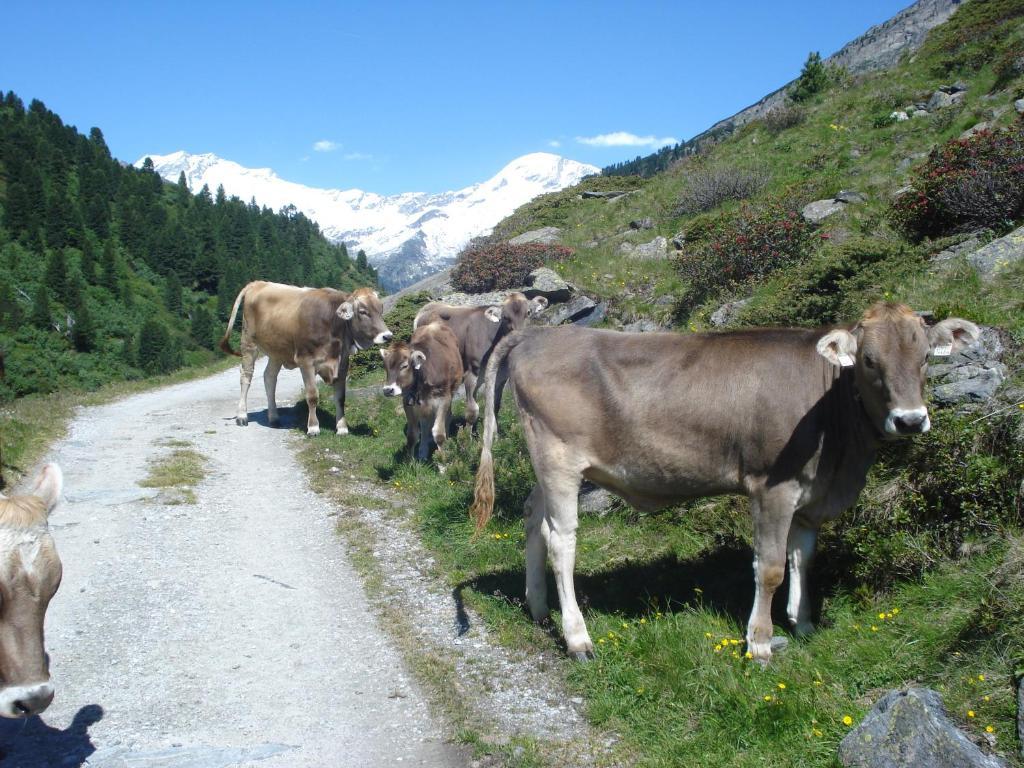 Gastehaus Rieser Ξενοδοχείο Ried im Zillertal Εξωτερικό φωτογραφία